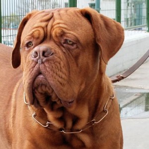 Ошейник-удавка Sprenger для бордоского дога «Control Dog»
